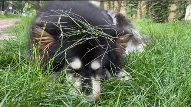 Puppy's love is always loyal, provided you are a competent master