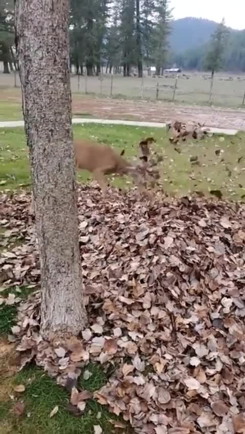 Wow, such joy and fun. 😍