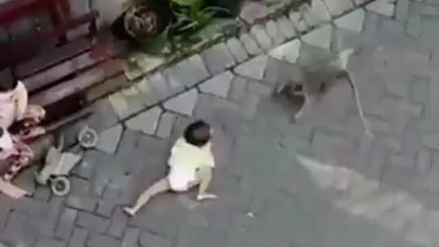 Monkey on a motorbike tries to kidnap baby