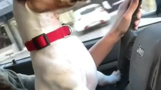 Dog video