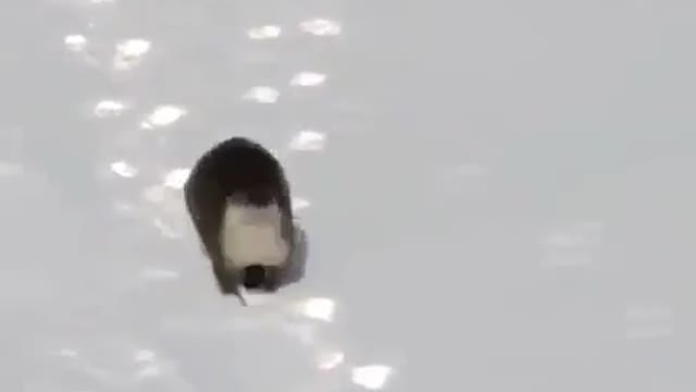 Funny Dog Videos 2021 It's time to LAUGH with Dog's life176