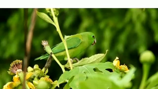 AMAZING COLOURFUL NATURE BIRDS IN RAINY FOREST