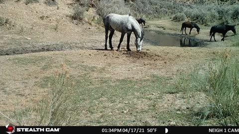 Gray Stallions