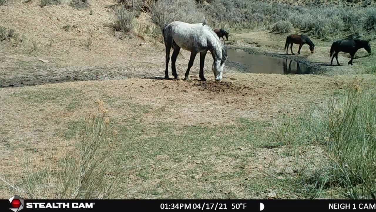 Gray Stallions