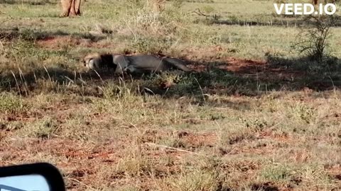 Lions, known as the "king of the jungle,"