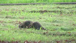 Foraging Racoons