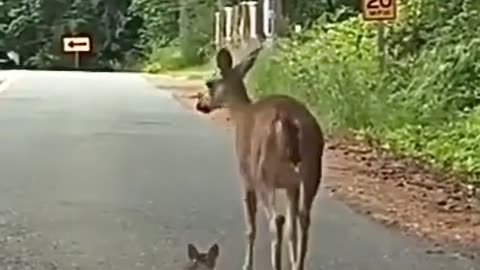 Mother deer helps her terrified puppy in the middle of the road