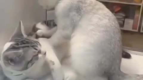 cat massage helping 🐈