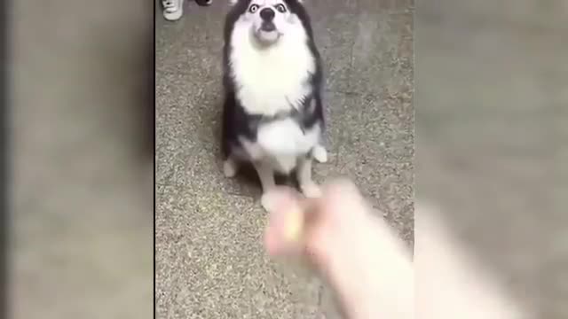 cats getting ready