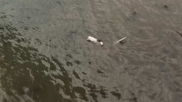 Shark Swimming Along Harbor Shocks Onlookers