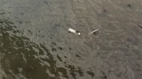 Shark Swimming Along Harbor Shocks Onlookers