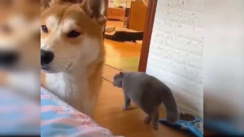 by Cats - Cute and Funny Cat Videos Compilation #28 _ Aww Animals