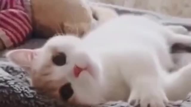 Funniest Animals - Best Of The 2021 Funny Animal Videos