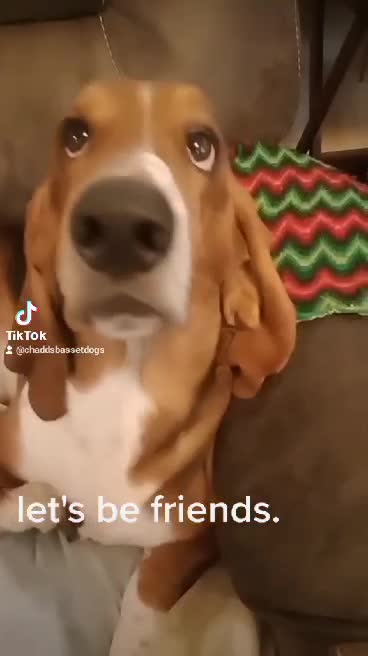 does my basset hound ears hang low ?