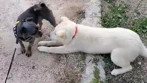 hi puppy~