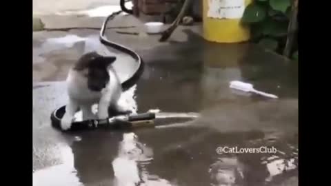 Funniest Cats 😹 - Don't try to hold back Laughter 😂 - Funny Cats Life