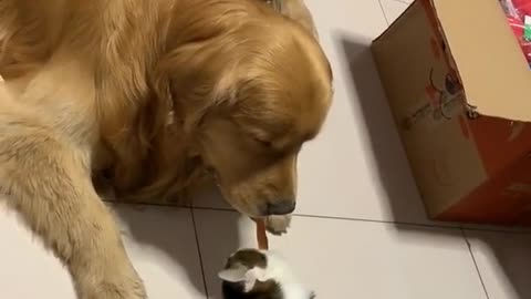 The dog feeds the cat and the other dog watches