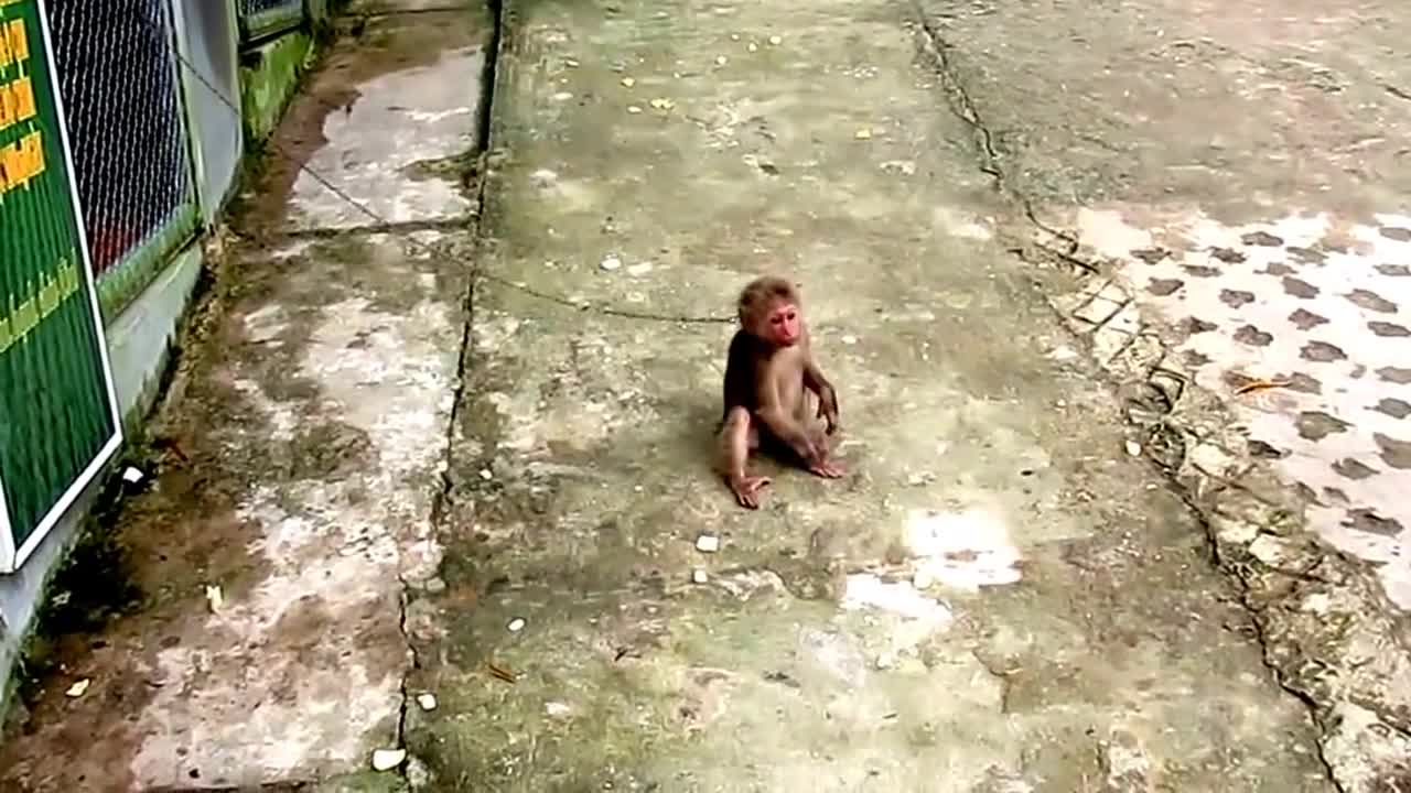 Monkey in slavery - Macaques at the Vietnames Zoo