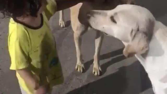 Little Baby with Street Dogs! OMG!