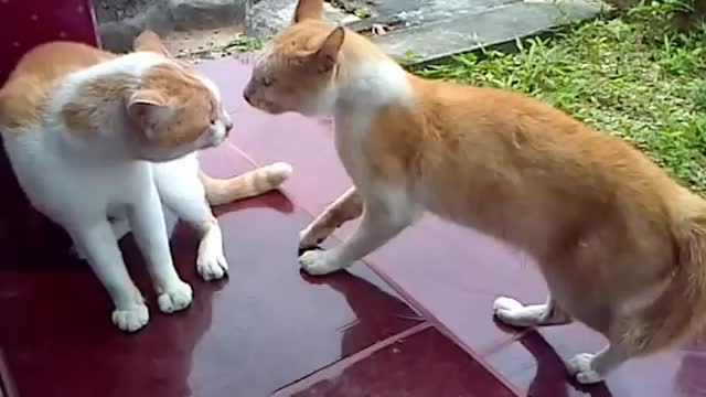 Kucing Berantem Rebutan Wilayah! 🐶Siapakah yang menang? 😂