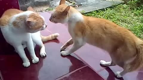 Kucing Berantem Rebutan Wilayah! 🐶Siapakah yang menang? 😂