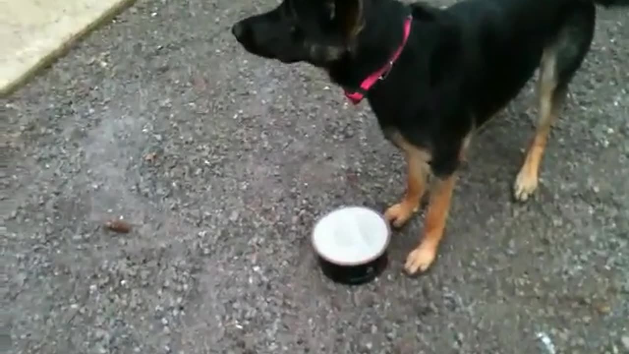 Fiona versus her frozen water bowl