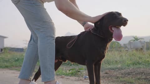 male jeans leg stands rewarding his dog during obedience behavior training