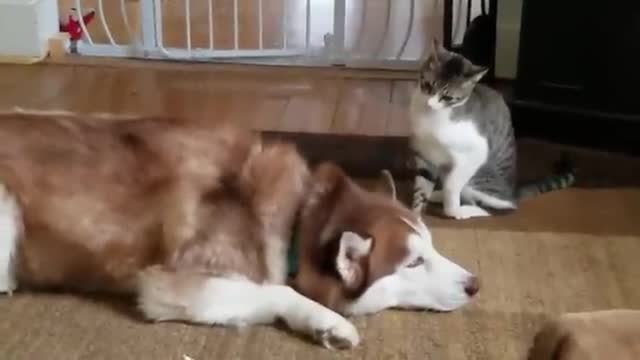 Dog and cat are best friends