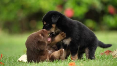 Adorable cute dogs & puppies