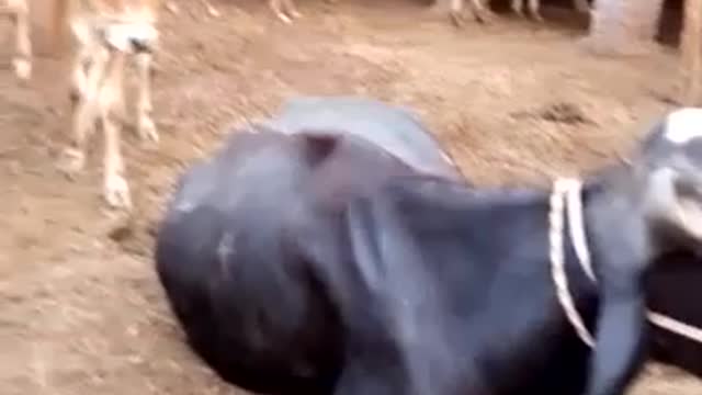 Animal farm