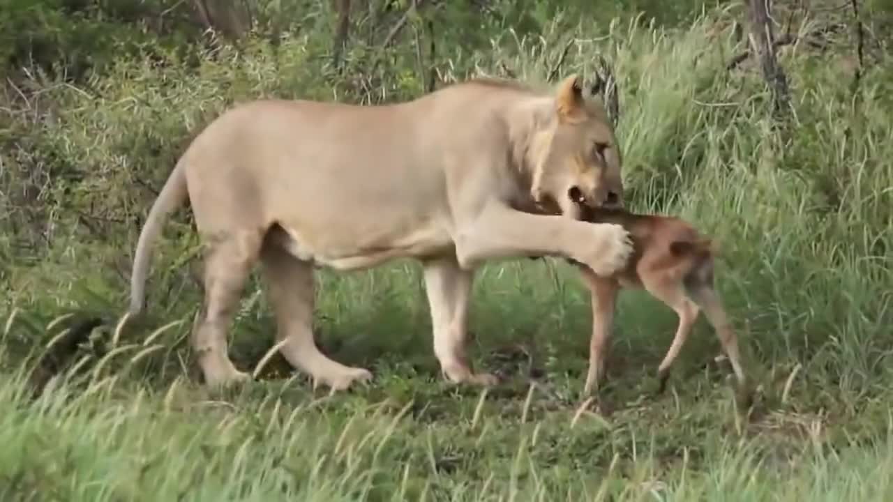 Lion Save baby Calf