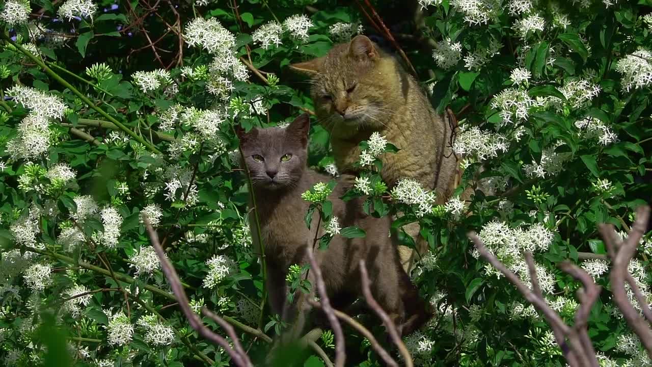 Tree cute cat 😺😁