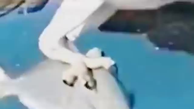 How the eagle catches a fish