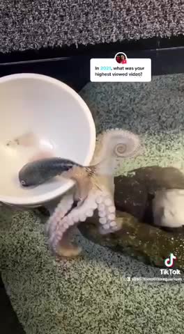 Feeding octopus as a pet