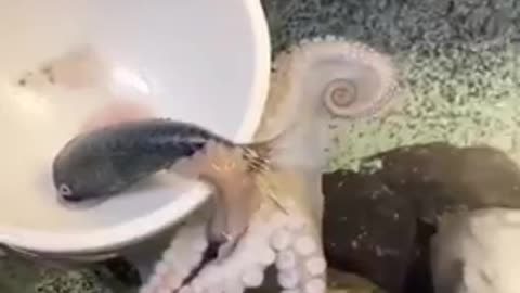 Feeding octopus as a pet