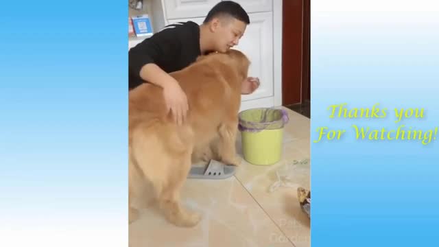 Funny cute pet and animals dog beautiful video