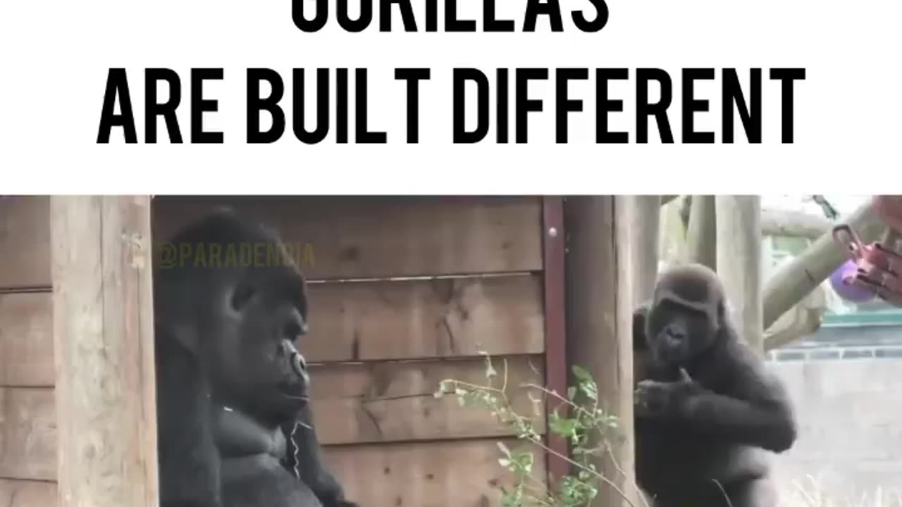 PHILADELPHIA ZOO GORILLAS ARE BUILT DIFFERENT