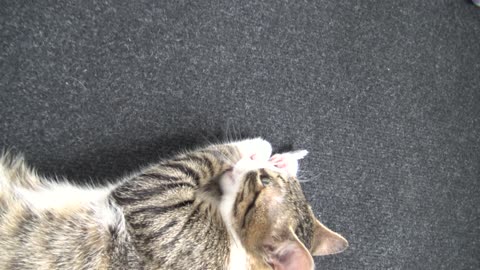 I Lost the Mouse