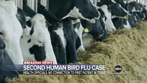 2nd human case of bird flu connected to dairy cow outbreak, confirmed in Michigan ABC News