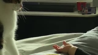 Daughter and Cat Play for the First Time