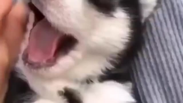 Cute Puppies Doing Funny Things 2021 NEW 😍😍😍