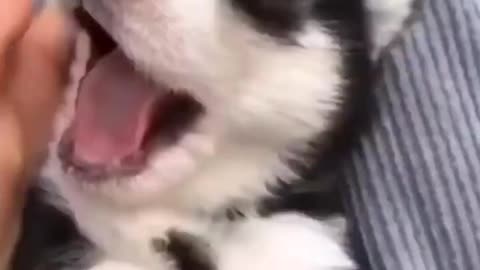 Cute Puppies Doing Funny Things 2021 NEW 😍😍😍