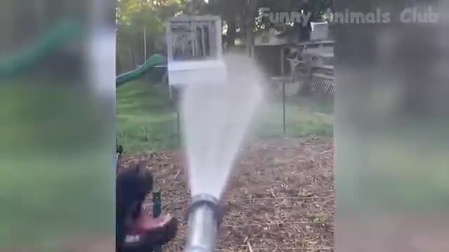 Best Funny Animal Videos dog/cat 2022 _بهترین ویدیوهای سرگرمی حیوانات/سگ/گربه/..