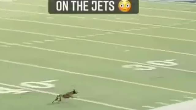 Dog runs on the football field