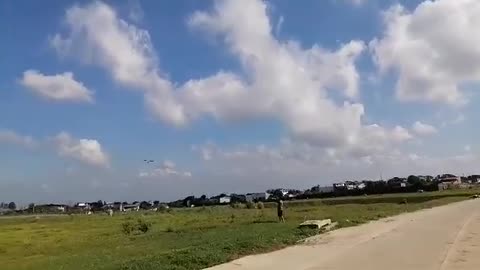 Freeflight bird