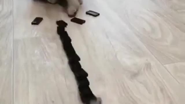 Cute Cats #Subscribe #Like #Loveđź’–