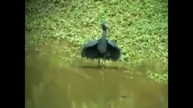 Funny Birds