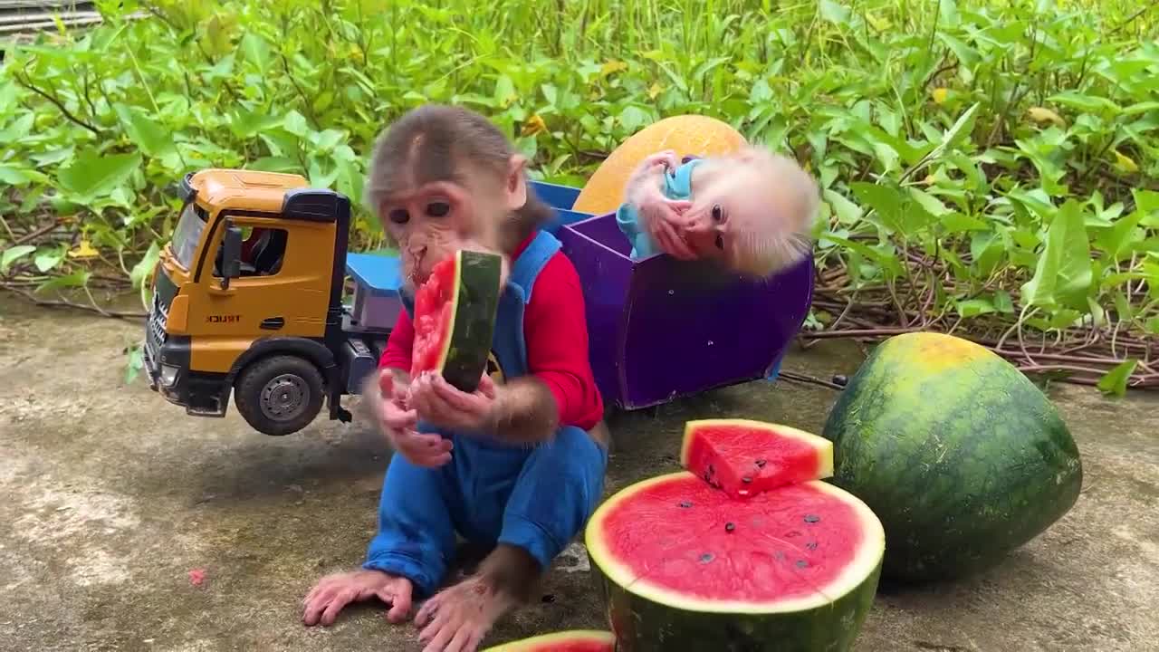 Monkey Bo Bo and his children went to the garden to eat watermelon