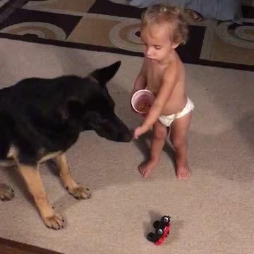Baby tries to Train German Shepherd