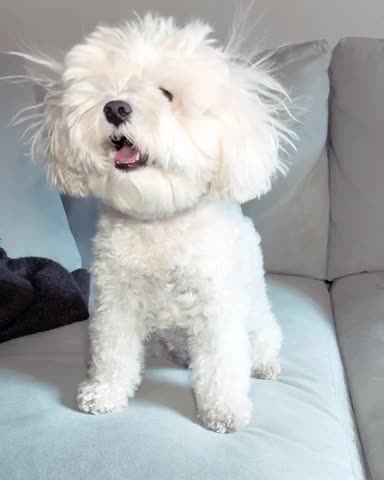 Dog has bad hair day